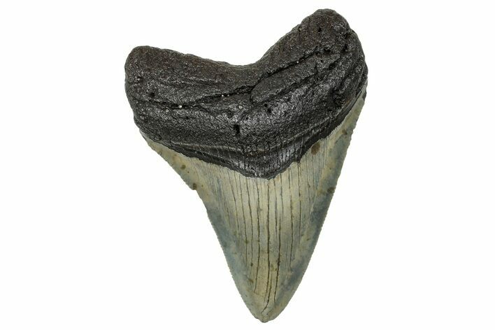 Serrated, Fossil Megalodon Tooth - North Carolina #272525